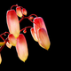 Illustration for article titled Scientists Invent Grow-in-the-Dark Plants